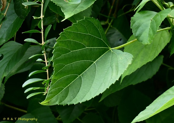 {Ampelopsis cordata}